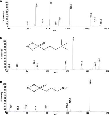 Speciation Study on O-Phosphorylethanolamine and O-Phosphorylcholine: Acid–Base Behavior and Mg2+ Interaction